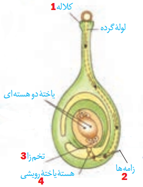 دریافت سوال 42