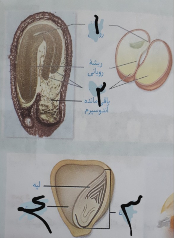 دریافت سوال 9