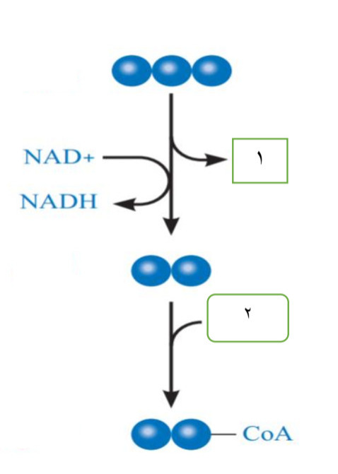 دریافت سوال 8