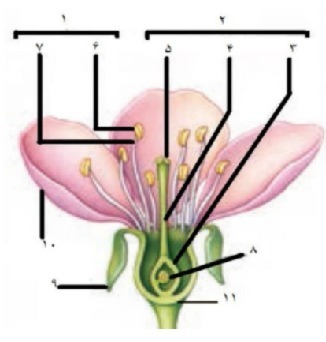 دریافت سوال 21