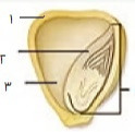 دریافت سوال 33