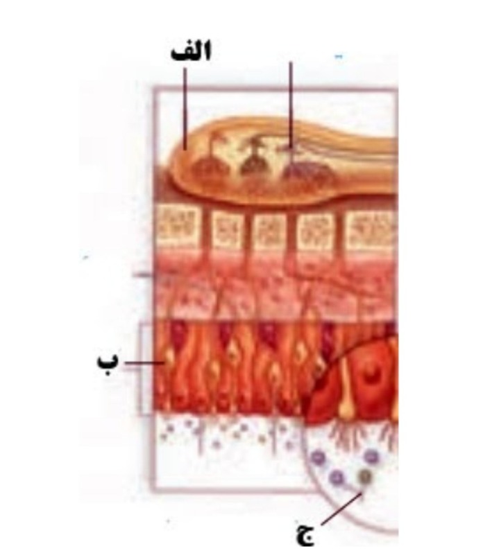 دریافت سوال 12