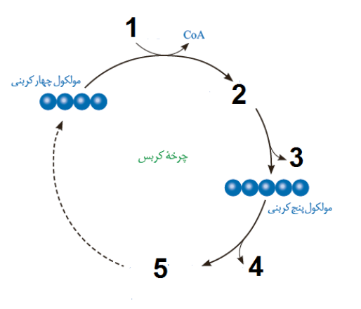 دریافت سوال 13