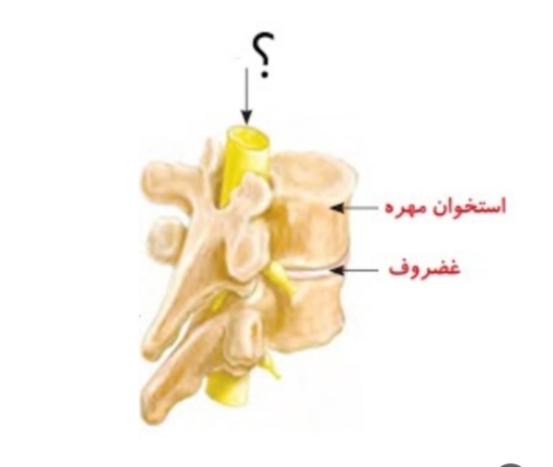 دریافت سوال 29