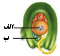 دریافت سوال 31