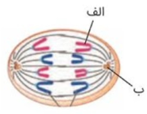 دریافت سوال 24