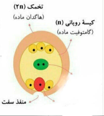 دریافت سوال 28