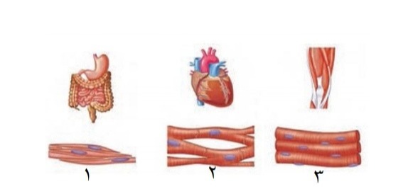 دریافت سوال 13