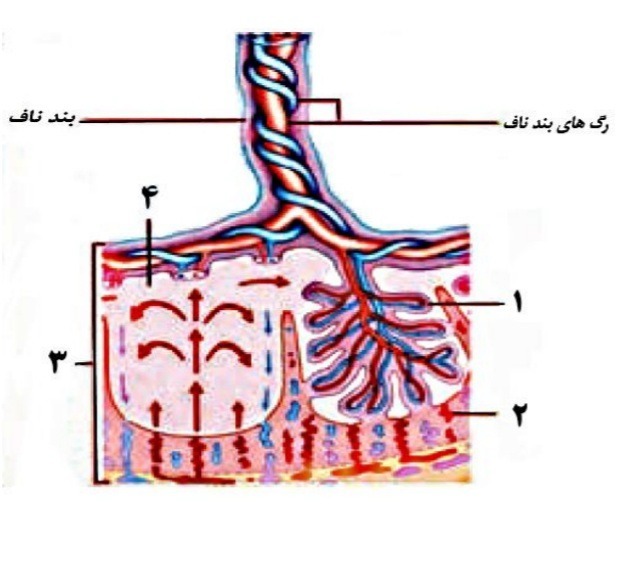 دریافت سوال 19