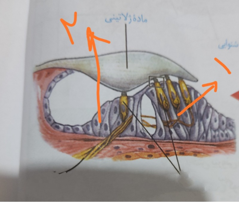 دریافت سوال 12