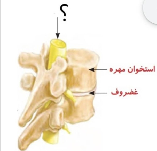 دریافت سوال 9