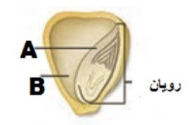 دریافت سوال 29