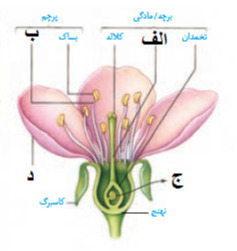 دریافت سوال 32