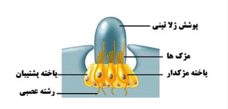 دریافت سوال 14