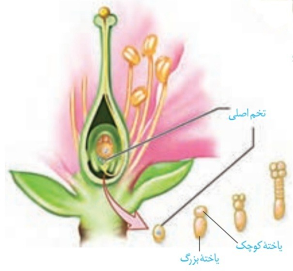 دریافت سوال 31