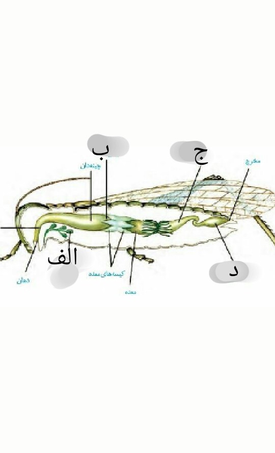 دریافت سوال 20