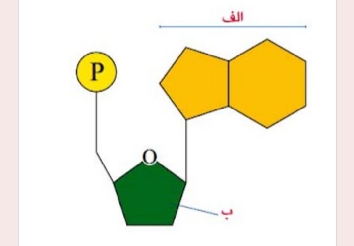 دریافت سوال 46