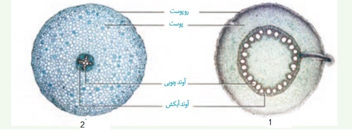 دریافت سوال 31