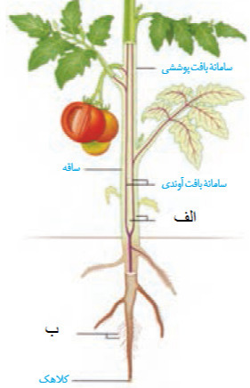 دریافت سوال 46