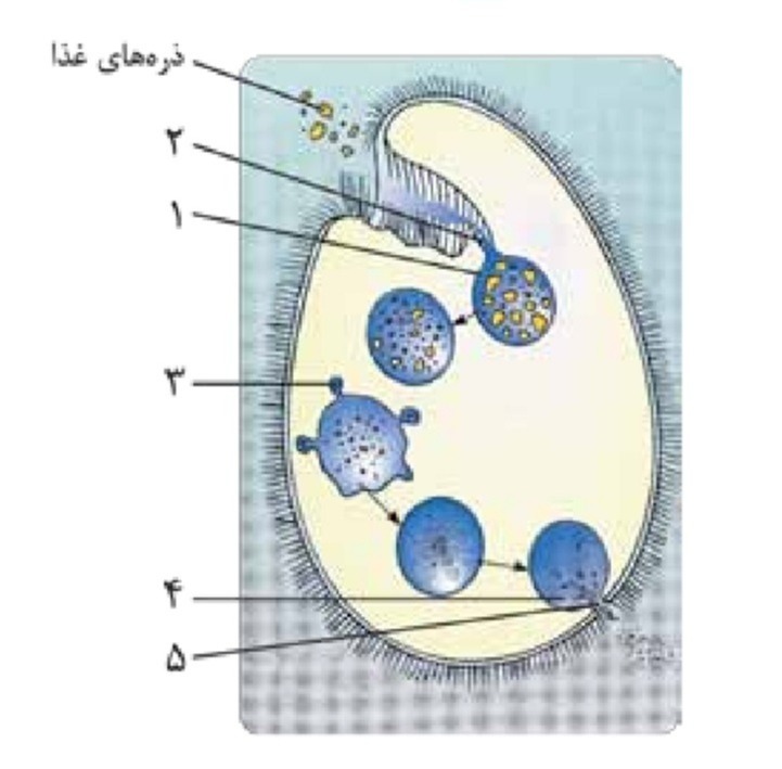 دریافت سوال 22