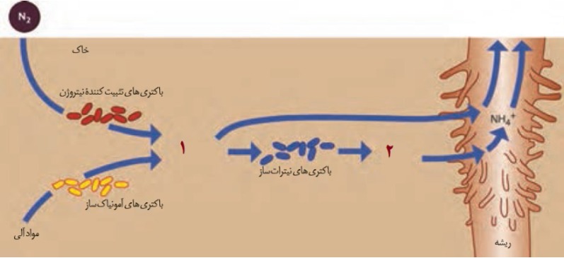 دریافت سوال 31