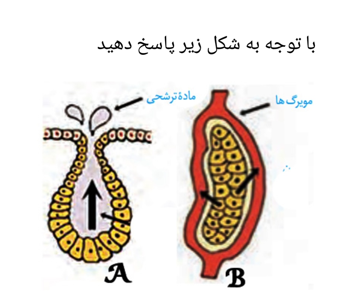 دریافت سوال 12