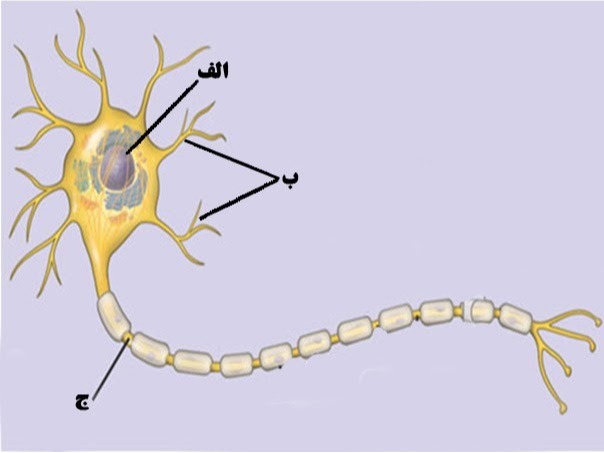 دریافت سوال 12