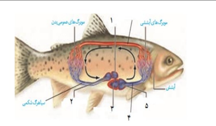 دریافت سوال 10