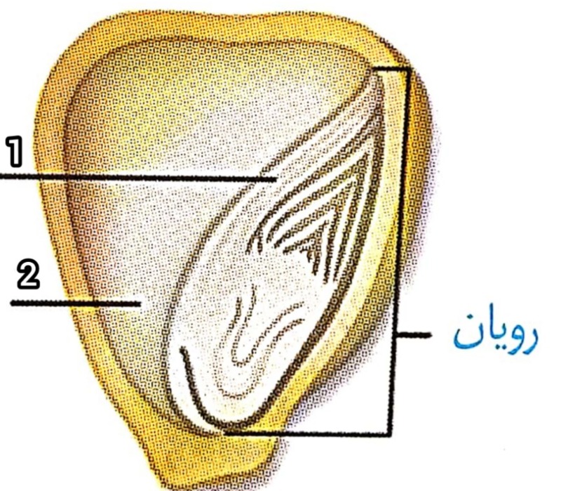 دریافت سوال 21