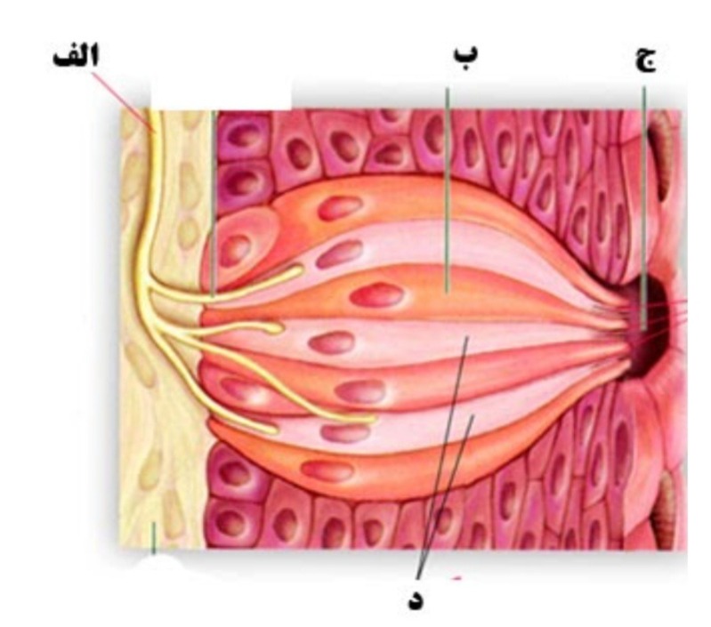 دریافت سوال 22