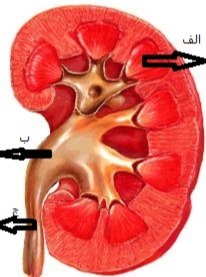 دریافت سوال 15