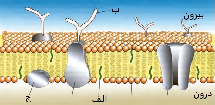 دریافت سوال 7