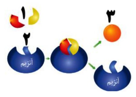 دریافت سوال 14