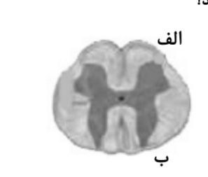 دریافت سوال 8