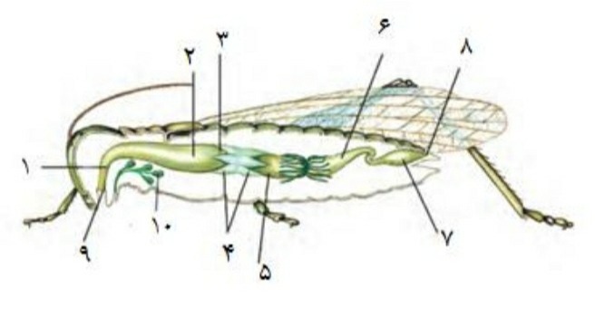 دریافت سوال 9