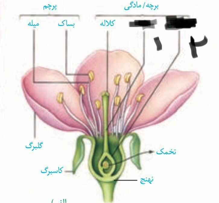 دریافت سوال 29