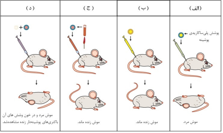 دریافت سوال 12