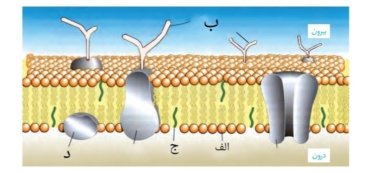 دریافت سوال 8