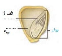 دریافت سوال 15