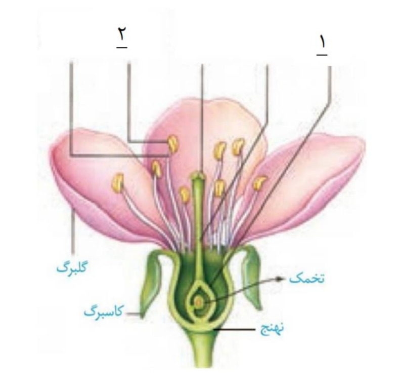 دریافت سوال 39