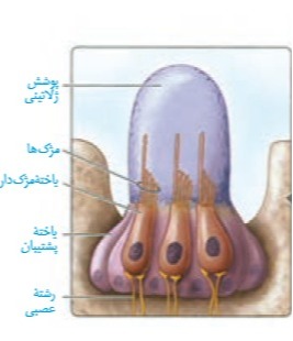 دریافت سوال 20