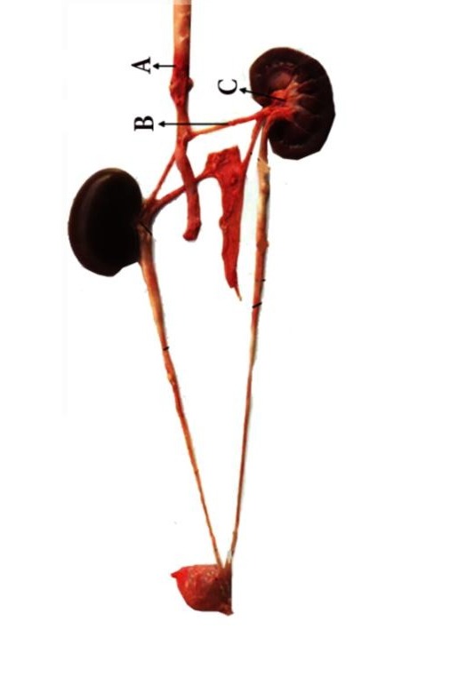 دریافت سوال 11