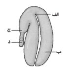 دریافت سوال 13