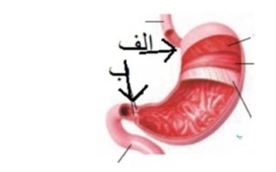 دریافت سوال 67