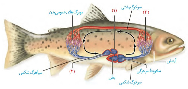 دریافت سوال 12