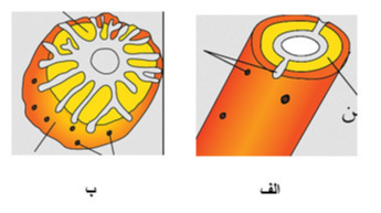 دریافت سوال 20