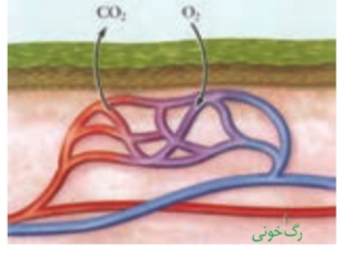 دریافت سوال 12