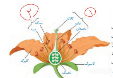 دریافت سوال 33