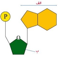 دریافت سوال 12