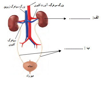 دریافت سوال 16